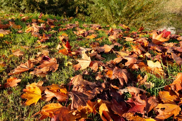 Green Lawn Covered Maple Tree Leaves Fell Nearby Trees Autumn — Stock Photo, Image
