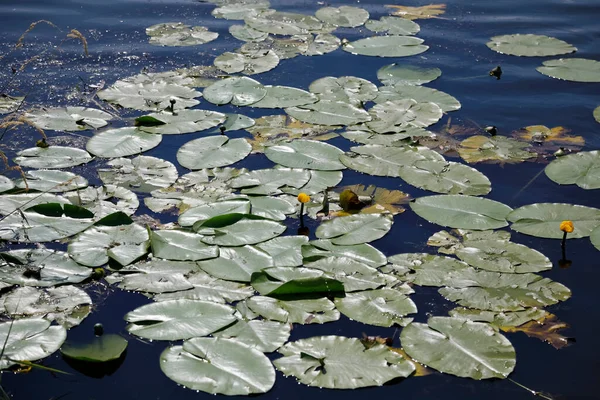 Водяные Лилии Поверхности Темного Озера Уэйт — стоковое фото