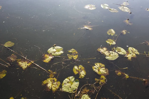 Folhas Murchas Lírios Aquáticos Estão Água Lago Outono Parque Propriedade — Fotografia de Stock
