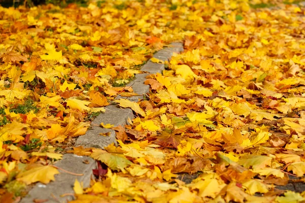 Autumn Leaves Fell Lawn Road Border Lawn Road Marked Curb — Stock Photo, Image