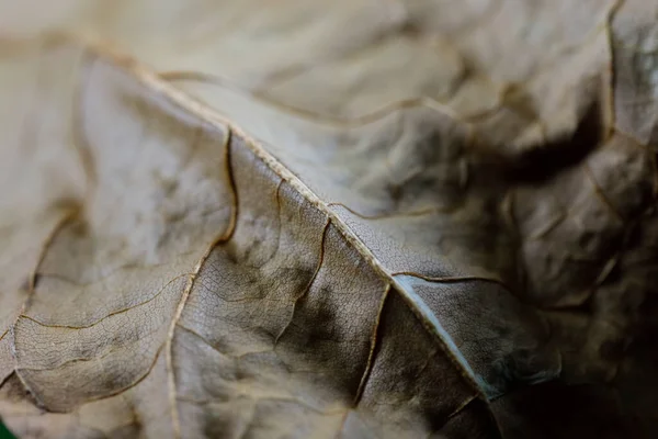 Detail Podzimního Sušení Javorového Listu Ukazuje Blízko Strukturu Tohoto Měnícího — Stock fotografie