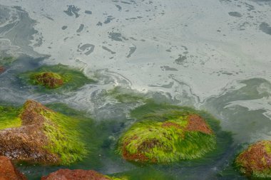 Baltık Denizi 'nin yüzeyinde bir kirletici tabakası açıkça görülebilir. Taşların üzerinde yosun var.