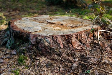 Eski ağaç kesilmişti. Burada, Polonya 'da Wilga adında bir köyün yakınlarında yetişen ormanda sadece kesilen ağacın gövdesi kalmıştı. .