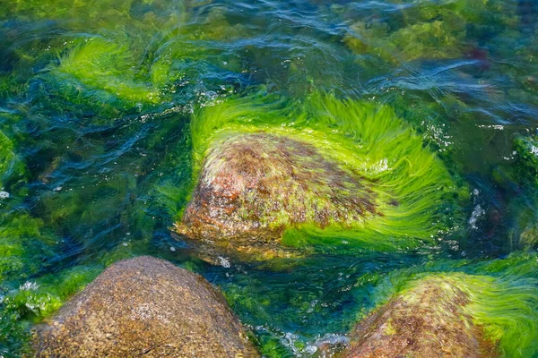 Las Aguas Poco Profundas Ligeramente Onduladas Del Mar Báltico Hay — Foto de Stock
