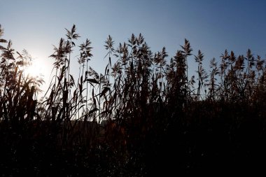 Sonbaharda Varşova 'daki Goclaw konutlarındaki gölün yanındaki parkta yetişen uzun ve kuru kamışları güneş aydınlatıyor.