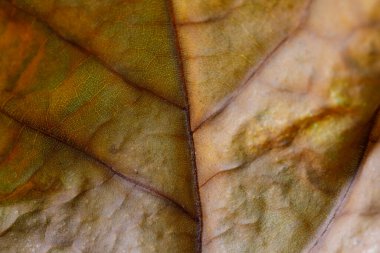 Mevsimler değiştikçe, akçaağaç yaprağının kuruması bu değişen doğa elementinin yapısını yakından gösterir..