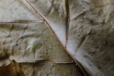 Mevsimler değiştikçe, akçaağaç yaprağının kuruması bu değişen doğa elementinin yapısını yakından gösterir..