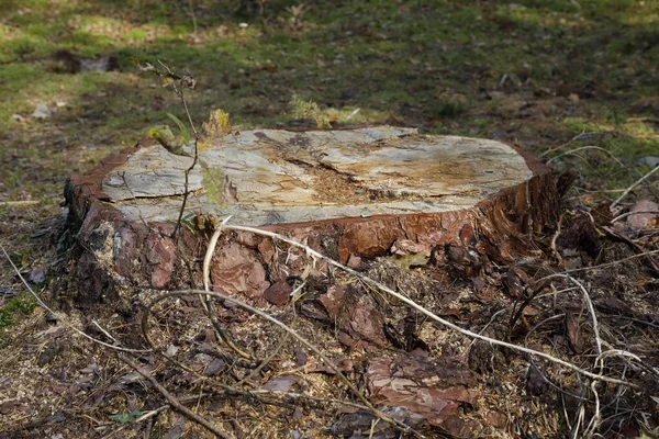 stock image The old tree was cut down, only the stump of the felled tree remains here in forest that grows in Poland near a village called Wilga 