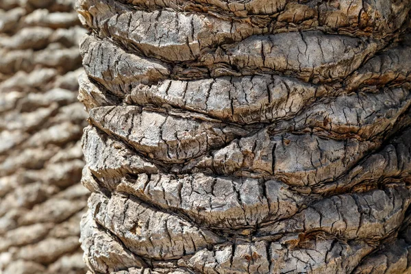 Close Palm Tree Trunk Bark Detail Visible — Stock Photo, Image