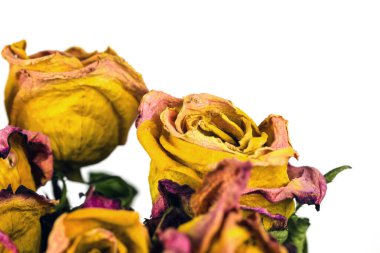 Bir grup kuru gül, ona hayat veren elementlerdir.