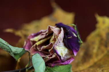 Kuru gül çiçeği burada durgun bir yaşam formu oluşturan bir elementtir.