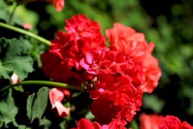 Güneşli bir günde yaprakların arka planında çiçek açan sardunya çiçeklerine hayran olunabilir..