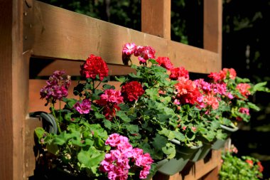 Çiçek açan sardunya çiçekleri orman evini süslüyor çünkü onlar terasın ahşap korkuluklarına yerleştirilmişler. Güneşli bir günde burada ne görülebilir ki?
