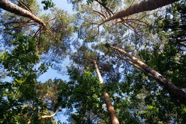 Yukarı baktığınızda, Polonya 'da Wilga adında bir köyün yakınında yetişen uzun çam ağaçlarını görebilirsiniz.