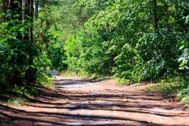 Çam ağaçları ve diğer ağaçların arasından geçen kumlu toprak bir yol. Polonya 'nın Wilga köyü yakınlarında geniş bir orman alanının bir parçasıdır..