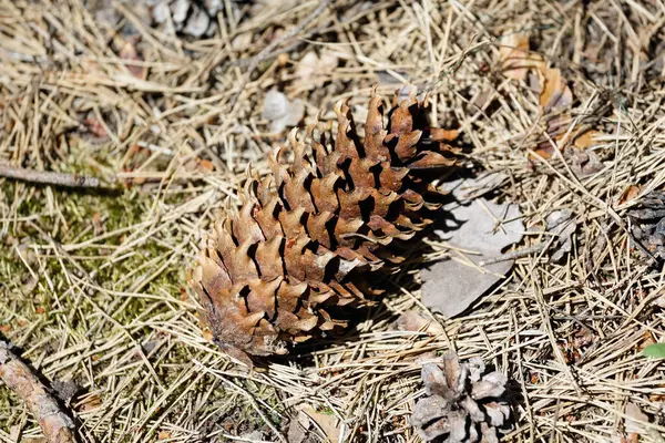 One Pine Cone Lies Forest Floor Covered Pine Needles Detail — Stock Photo, Image