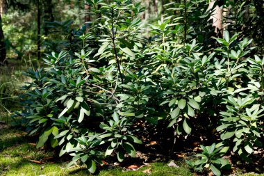 Yazın sonları ve sonbaharın başlarında burada görüldüğü gibi Rododendron ormanda yetişir. Yosun, orman çöpünde yetişir.