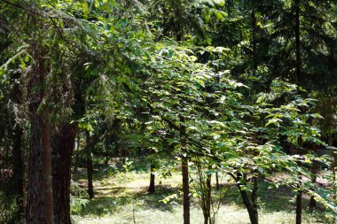 Ağaçlar ve yapraklı dalları burada, Polonya 'da Wilga olarak bilinen köyün yakınlarında yetişen bir ormanda görülür.
