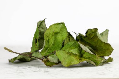 Solmuş bir dal, solmuş bir gül bitkisinden düşen parçadır.