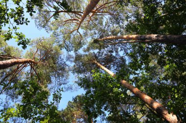 Yukarı bakarsanız, Polonya 'da bir ormanda yetişen uzun çam ağaçlarını görebilirsiniz, Wilga adında bir köyün yakınında..