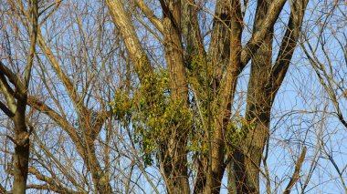 Mistletoe on tree branches. It is a parasitic plant that attaches itself to its host tree and is seen here in the Goclaw estate in the Praga-Poludnie district of Warsaw, Poland. clipart