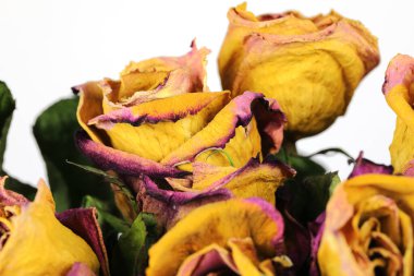 Durgun hayat. Kurumuş sarı güller.