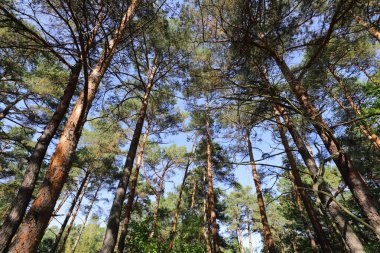 Yukarı bakarsanız, Polonya 'da Wilga adında bir köyün yakınlarındaki bir ormanda büyüyen bir grup uzun çam ağacı görebilirsiniz. .