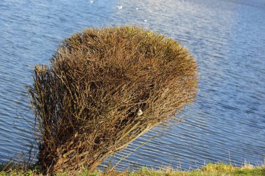 A solitary leafless bush with pruned and shaped branches growing on a lakeshore in a public park in the Goclaw housing estate in Warsaw, Poland. clipart