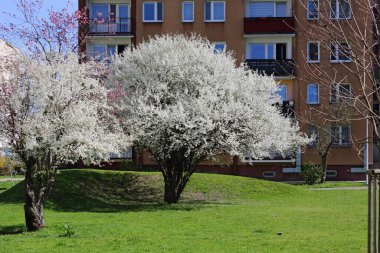Resimli halk parkı Praga-Poludnie bölgesindeki Goclaw konutlarının ayrılmaz bir parçasıdır. Varşova, Polonya