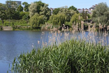 Önceki sezondan kalan kuru sazlıklar ve Polonya 'nın Varşova kentindeki Goclaw konutlarındaki parkın bir parçası olan gölün kıyısında yeni yeşil sazlıklar..