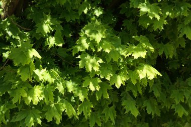 İlkbaharda bir akçaağaç yeşil yaprakları doğa temaları için bir zemin sağlar.