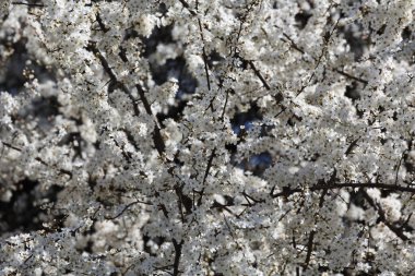 Ağaç dallarındaki küçük beyaz çiçeklerin oluşturduğu çiçek baharı manzarası