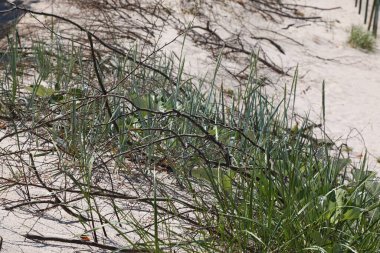 Sianozety, West Pomerania, Polonya 'daki Baltık Denizi kumsalında yabani otlar büyüyor.