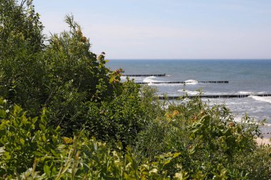 Ustronie-Morskie, Batı Pomerania, Polonya 'da, Baltık Denizi kıyısı, bir plaj ve çeşitli bitkiler bir kumulda yetişiyor..