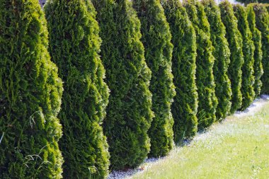 Bir sıra yeşil thuja bitkisi, kabarık, iğneye benzer bir perspektifle ve açık yeşil çimlerle doğal bir zemin oluşturur.