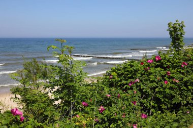 Kum tepelerinde yetişen yabani güller ve diğer bitkiler, Ustronie Morskie, Batı Pomerania, Polonya 'da Baltık Denizi kıyısında kumlu bir plaja yakın görüldü.