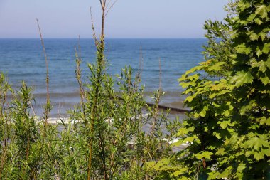 Ustronie Morskie, Batı Pomerania, Polonya 'daki Baltık Denizi kumullarındaki kıyı bitkileri.