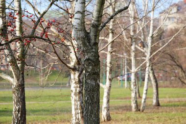 Birch ağaçları Praga-Poludnie bölgesindeki Goclaw konutlarında halka açık bir parkta yetişir. Karsız bir kışta bu ağaçları görebiliriz..