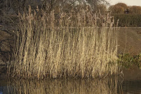 Polonya 'nın Varşova kentindeki bir halk parkında, karsız bir kış mevsiminde göl kıyısındaki sularda bir grup kuru saz.
