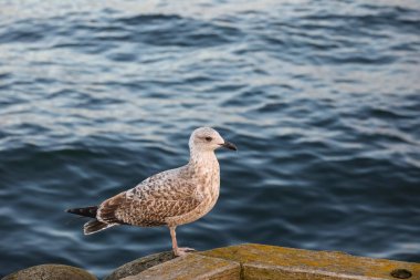 Yalnız bir martı, Polonya 'nın Sopot kentinin arka planında, Baltık Denizi' nin yumuşak dalgalanan sularıyla bir rıhtımın kenarındaki korkulukta oturur..