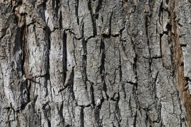 Doğal ağaç kabuğu deseni. Kabuk bölümlerinin ayrışma izleri açıkça görülebilir ve bu doğa parçası çevre denekleri için bir arka plan olarak kullanışlı olabilir.