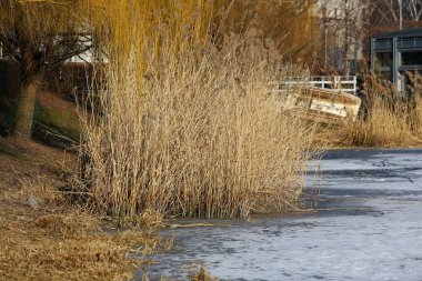 Polonya 'nın Varşova kentindeki Goclaw konutlarındaki halka açık bir parkta soğuk bir kış boyunca göl kıyısındaki sularda bir grup kuru saz..