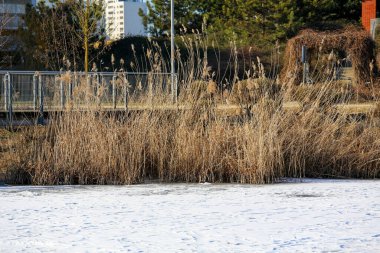 Polonya 'nın Varşova, Praga-Poludnie bölgesindeki Goclaw konutlarında göl boyunca dar bir köprü..