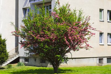 Yeşil yaprakları ve küçük pembe çiçekleri olan şahin dikeni Polonya 'nın Varşova bölgesindeki Goclaw semtinde bir apartman bloğunun bir parçasıyla karşılaşıyor..