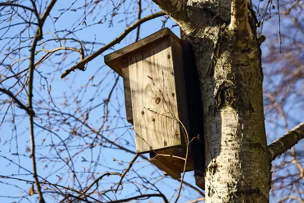 Bir huş ağacının gövdesine bağlı bu küçük ahşap ev Polonya 'nın Varşova kentindeki Goclaw konutlarındaki bir halk parkındaki kuşlar için yuva yuvası görevi görüyor. Tahta kuş evleri vahşi yaşamı korumaya yardımcı olur..
