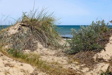 Polonya 'nın Mielno kentinde Baltık Denizi kıyısında doğa rezervi olarak belirlenmiş bir kumul bölgesi vardır. Kıyı kumulları kumlu kıyılarda gelişir ve sık sık çeşitli bitkilerle kaplanır..