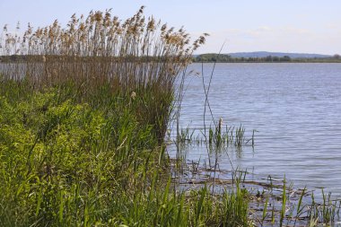 Polonya 'nın deniz kıyısındaki Mielno' da Jamno Gölü kıyısında kuru sazlıklar ve yeşil çimenler.