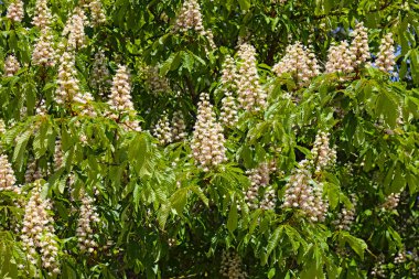 Polonya 'nın Mielno kentinde yeşil yapraklı ve çiçekli bir at kestanesi ağacı görüldü..