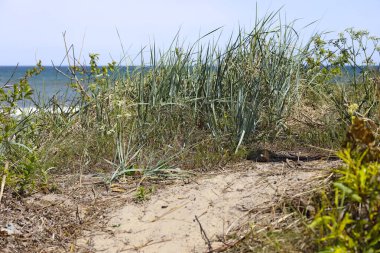 Polonya 'nın Mielno kentinde Baltık Denizi kıyısında doğa rezervi olarak belirlenmiş bir kumul bölgesi vardır. Kıyı kumulları kumlu kıyılarda gelişir ve sık sık çeşitli bitkilerle kaplanır..