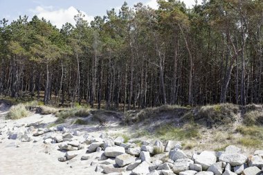 Polonya 'nın Mielno şehrinde kumulları ve ormanı deniz dalgalarından korumak için kumsalın kenarına kayalar yerleştirildi..